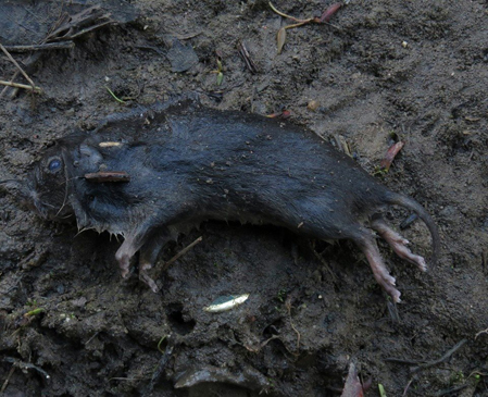 Comunidad de Madrid ‘fulmina’ una colonia de topillo de Cabrera