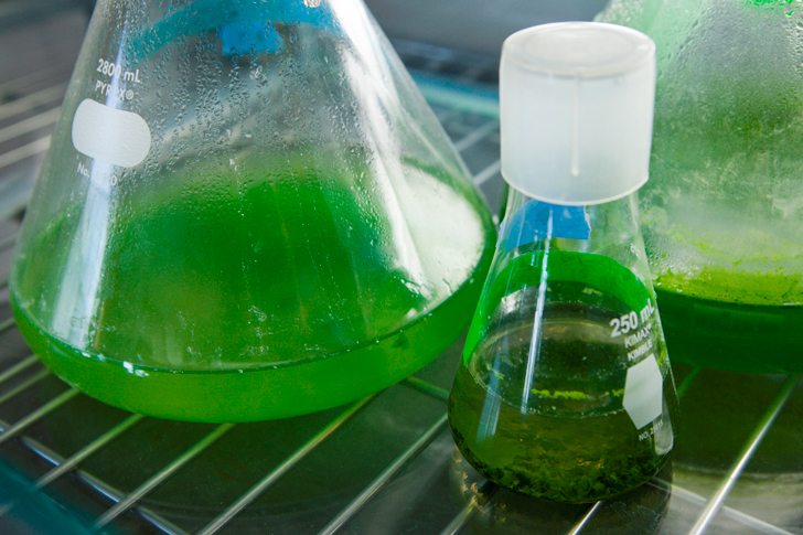 La diversidad de especies reduce las posibilidades de fracaso de cultivos en los sistemas de biocombustibles de algas