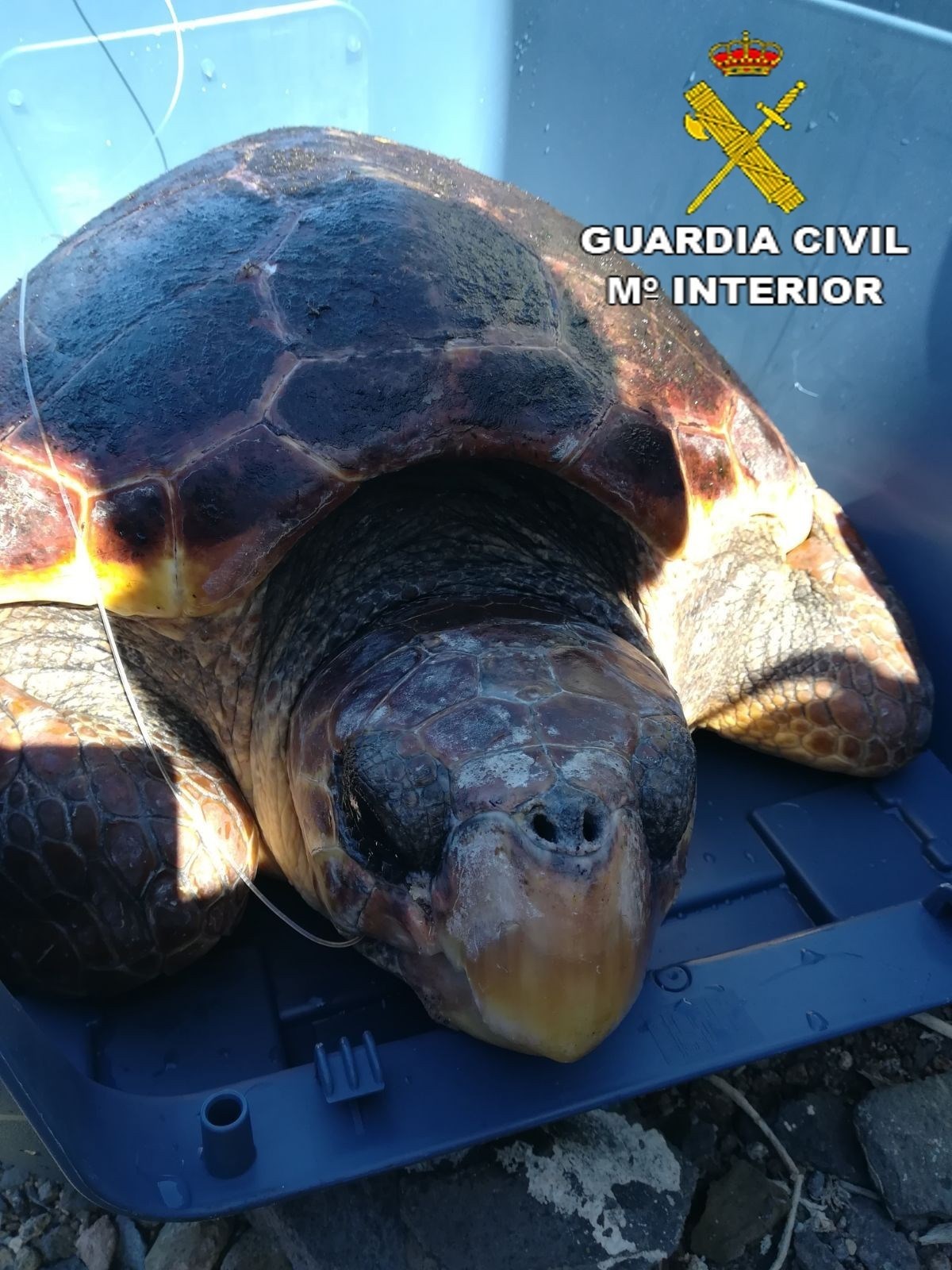 Recuperan una tortuga boba herida en aguas de la costa de Gran Canaria