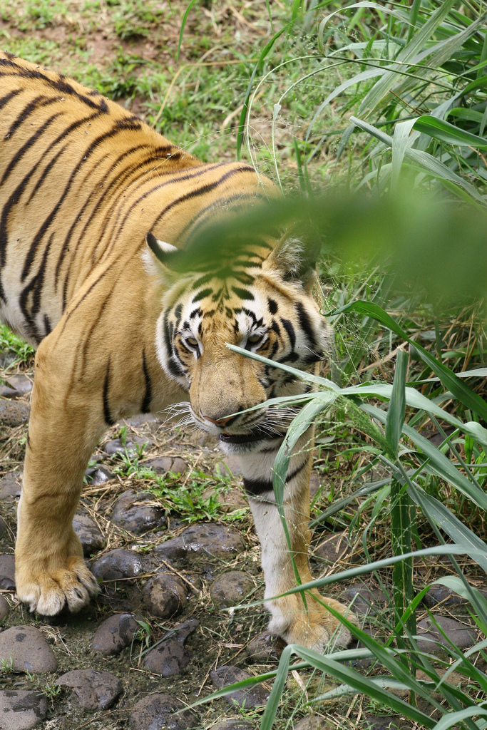 La Fundación para la Conservación del Tigre de Sumatra (Sumatran Tiger Conservation Foundation) rescata a otro tigre en peligro y comienza el proceso para su reubicación