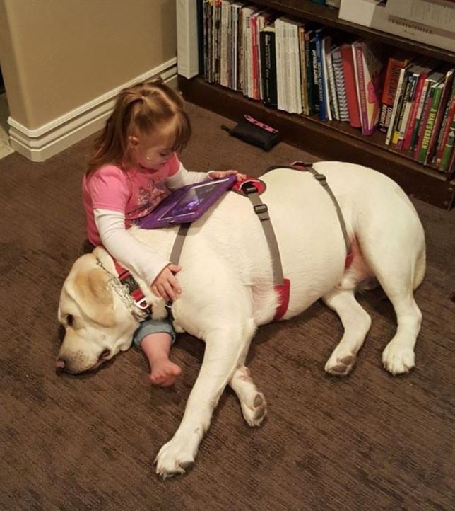 El perro que detecta una caída de azúcar a kilómetros de distancia