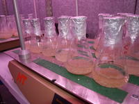 Estudio sobre lignina en busca de plantas más digestibles y mejor papel