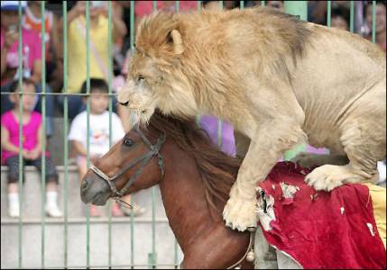 Cientos de miles de firmas contra los circos con animales salvajes