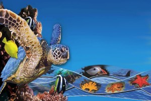 Estados Unidos apuesta por la creación de un organismo que proteja los océanos