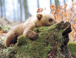 El ‘culebrón’ sobre la muerte de la osa Auberta en Arán no tiene fin