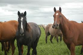 Imputan maltrato animal al presidente de asociación protectora de caballos de Zas (A Coruña) por la muerte de equinos