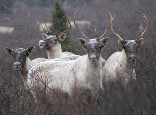 La genética del reno delata cómo le afectará el cambio climático