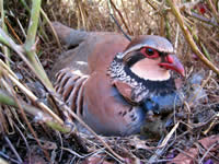 Las aves desarrollan colores más pálidos y más negros por la oxidación