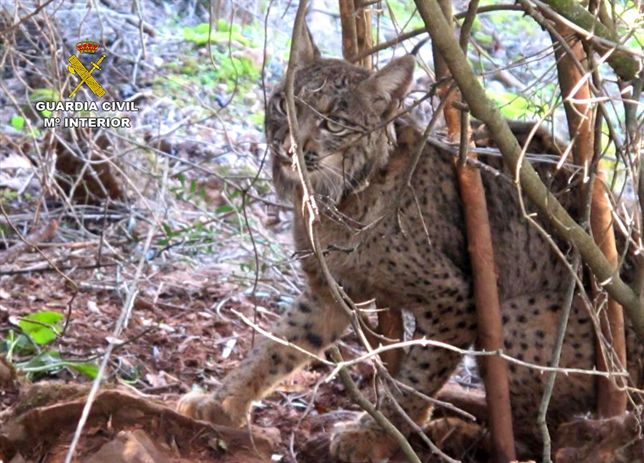 Otro atropello de un lince ibérico en Algallarín (Córdoba)
