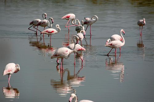 La presencia de flamencos en LAlbufera se ‘dispara’