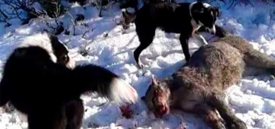 Chile. Condenan el "infame asesinato" de un puma silvestre