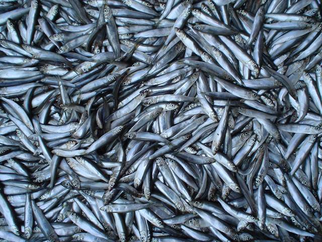 Andalucía. IEO y SEO/Birlife evalúan la biomasa del stock de la anchoa