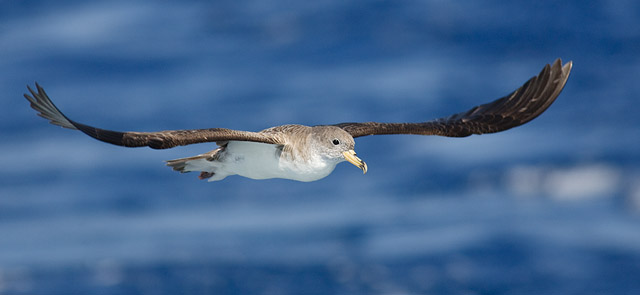 Proyectan un hotel en un islote desierto donde vive el ave más amenazada de Europa