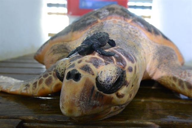 Las crías de tortugas boba tratadas en el Oceanogràfic de Valencia multiplican por diez su peso en cinco meses