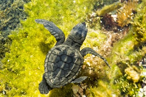 Medio Ambiente bate récord de atención de tortugas bobas este año