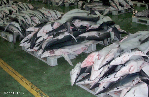 La flota de tiburón española y portuguesa recibe 117 millones en subvenciones de la UE