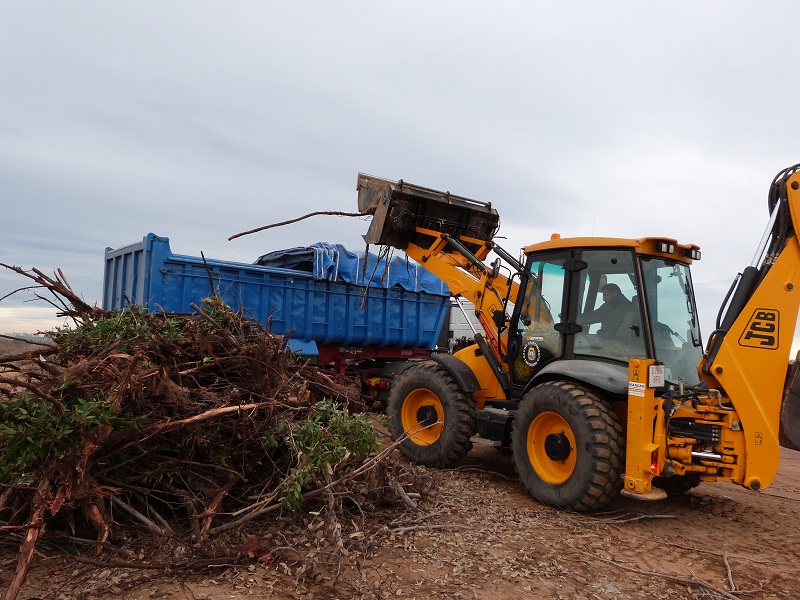 Sustituyen un eucaliptar por un bosquete de árboles en peligro de extinción a orillas del Mar Menor (Murcia)