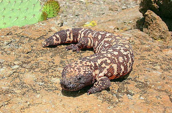 Los movimientos de la cola de lagartos y dinosaurios inspiran un nuevo robot