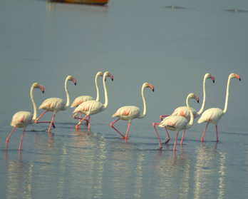 Delta de lEbre ‘joya’ ambiental