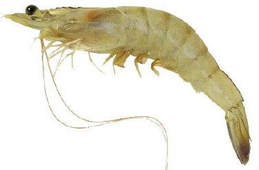 Camarones atrapados en exigencias ambientales