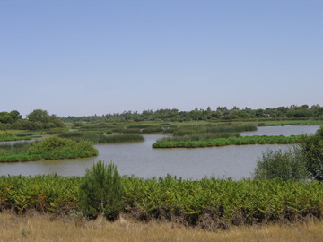 Gran parte del acuífero de Doñana en mal estado