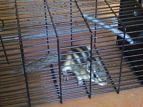 Cádiz. Hallan una ardilla coreana en pleno Parque Natural de la Sierra de Grazalema