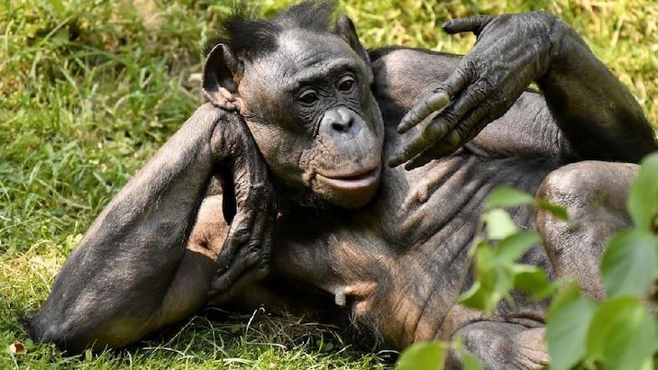 Proyecto Gran Simio envía una carta a la Alcaldesa de Gijón felicitándola por su decisión en la suspensión de la feria taurina.