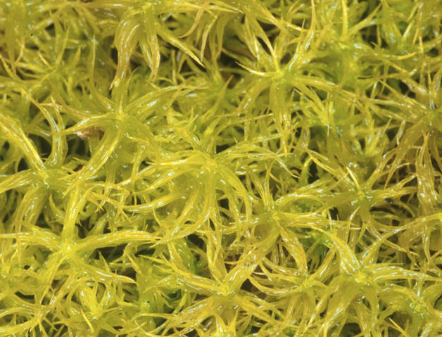 El CSIC clasifica cerca de 700 especies de musgos en Aragón