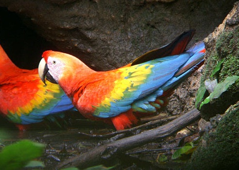 Documental Yasuní’