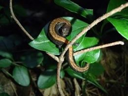 Las salamandras de América del Norte se adaptan al cambio climático reduciendo de tamaño