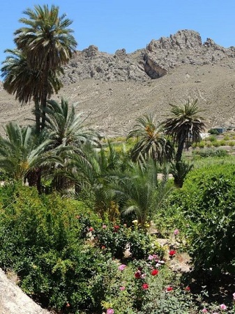 Protegiendo la Palmera datilera en Abarán