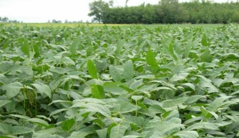 Medirán emisiones de gases de efecto invernadero