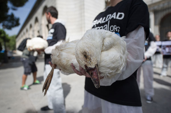 Activistas de Igualdad Animal mostraron cadáveres reales de patos frente al MAGRAMA