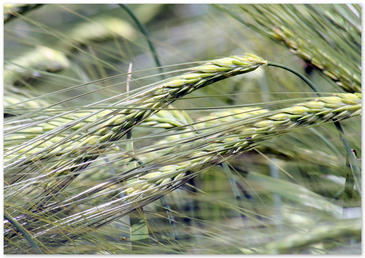 Catalogan el 85% de los genes de uno de los cromosomas del trigo