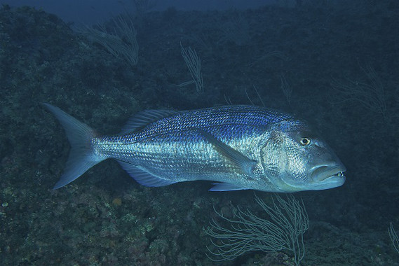 Cómo los cambios en la temperatura afectan al ‘DENTON’ de las islas Medas