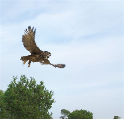 Murcia libera cuatro búhos reales curados en el Centro de Recuperación de Fauna Silvestre