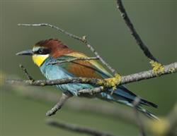La biodiversidad en Euskadi es la principal protagonista de la I edición del Concurso Fotográfico de la Red Natura 2000