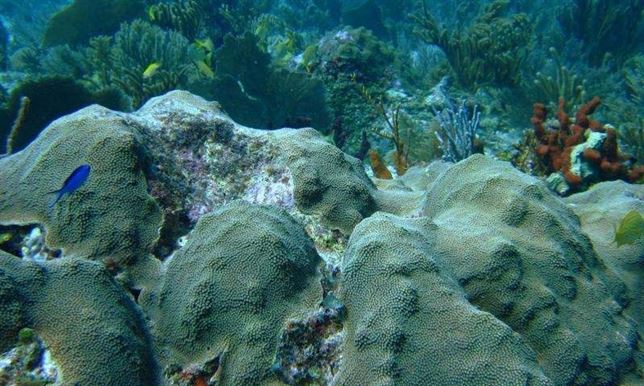 La grasa es la única ‘arma’ que permite al coral defenderse del cambio climático