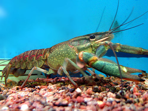 Pinzas de la langosta