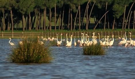 Sanz traslada el "compromiso" del Gobierno para el trasvase de 15hm3 a la zona de Doñana