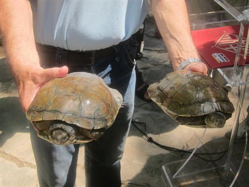 El Zoo de Barcelona acoge a 12 tortugas autóctonas para criar y proteger la especie