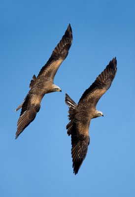 El milano negro decora su nido para mostrar su fuerza