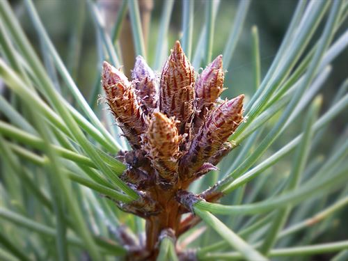 Bosques resistentes al calentamiento global