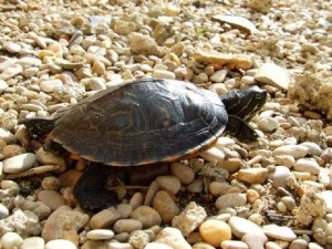 El cambio climático pone ‘al borde del exterminio’ a las tortugas en Norteamérica