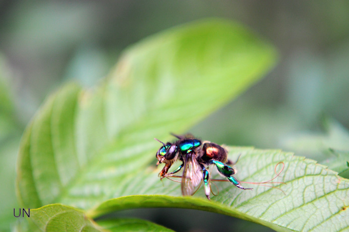 Descubren una nueva especie de abeja con una lengua descomunal