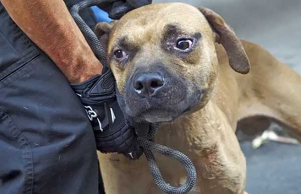La Guardia Civil identifica a cinco personas relacionadas con un video de una pelea de perros en Lanzarote