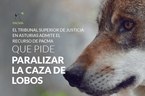 El TSJ admite el recurso de PACMA para detener la caza de lobos en Asturias