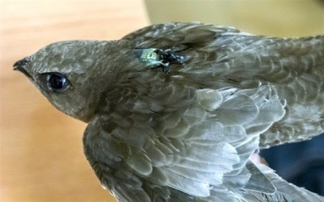 Los vencejos pálidos españoles pasan el invierno a 3.600 kilómetros