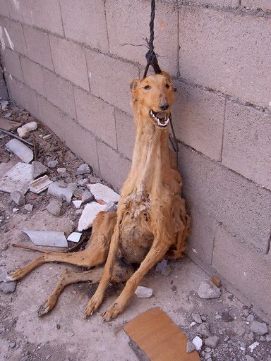 Los cazadores a favor del ‘arte milenario’ de la caza con galgos