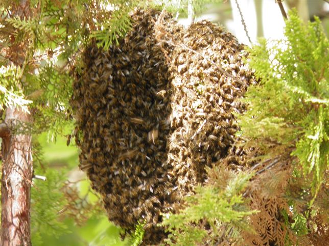 Madrid atemorizada por los enjambres de abejas